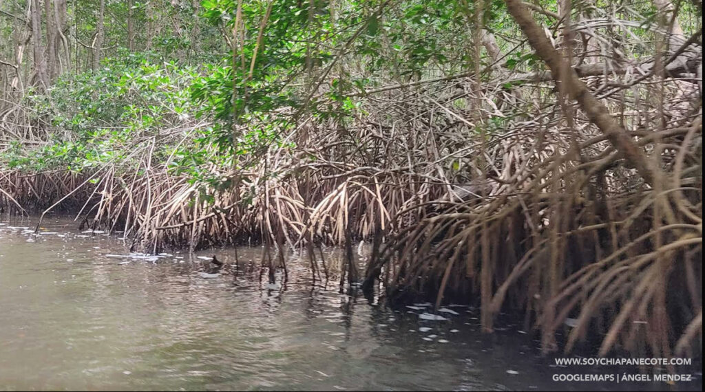 Manglares de Chiapas