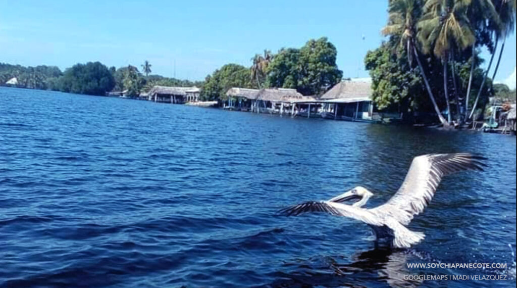 flora y fauna de la encrucijada Chiapas