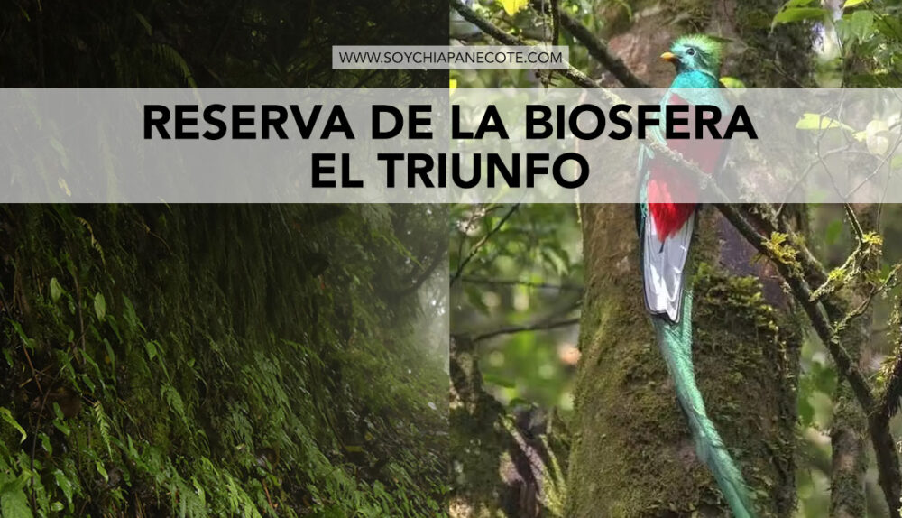 reserva-de-la-biosfera-el-triunfo