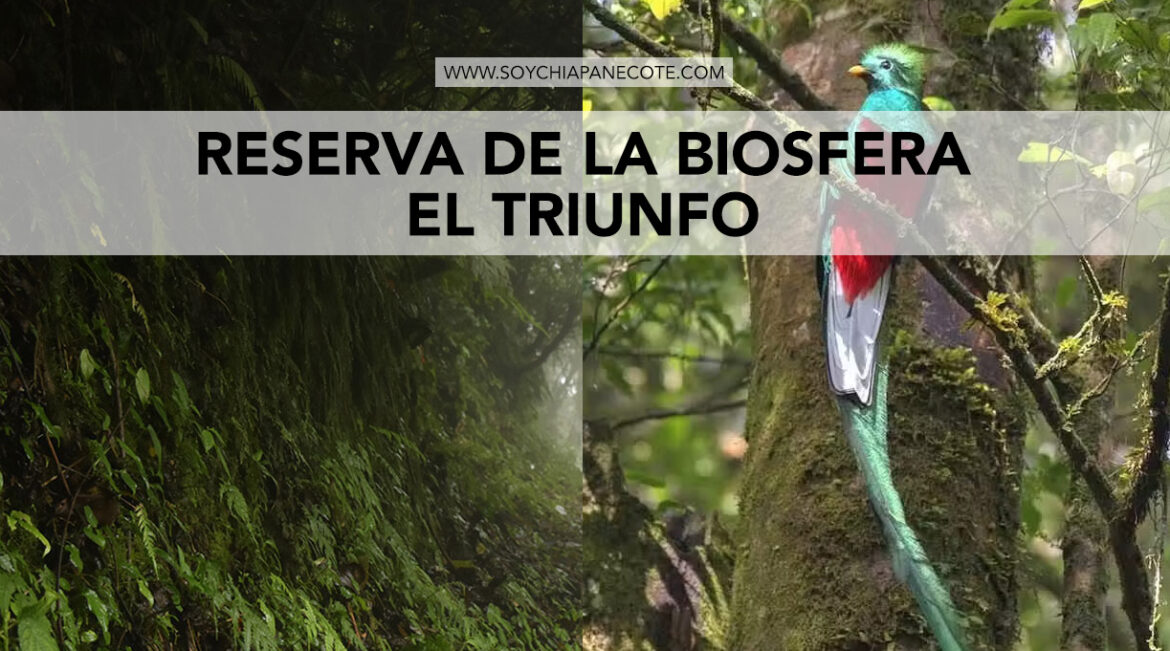 Reserva de la Biosfera El Triunfo: Cómo visitarla